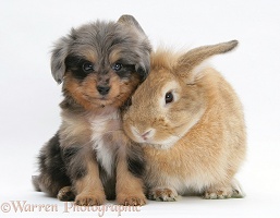 Sheltie x Poodle pup with Lop rabbit