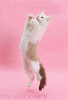 Birman x Ragdoll kitten leaping on pink background