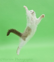 Birman x Ragdoll kitten leaping on green background