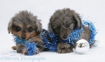 Sheltie x Poodle pups chewing Christmas decorations