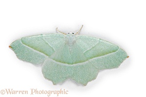 Light Emerald Moth