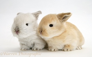 Baby Lop rabbits