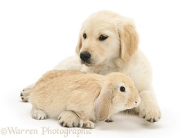 Golden Retriever pup with young Sandy Lop rabbit