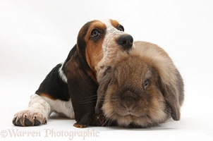 Basset Hound pup with Lionhead x Lop rabbit