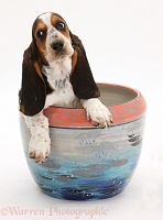 Basset Hound pup in a plant pot