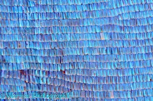 Morpho Butterfly wing scales