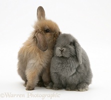 Young brown and grey Lop rabbits