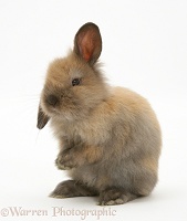 Young brown Lop rabbit
