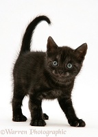 Black Smoke Spotted British Shorthair kitten