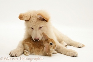 White Alsatian pup with baby Sandy Lop rabbit