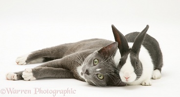 Burmese-cross cat and Dutch rabbit