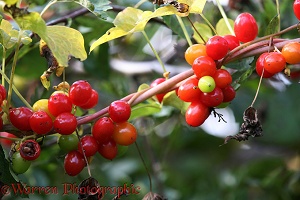 Black Bryony berries
