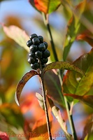 Privet berries in autumn