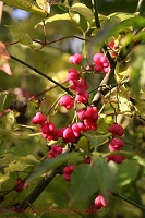 Spindle berries