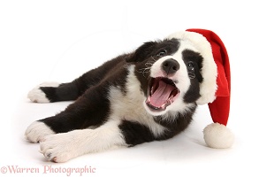 Black-and-white Border Collie pup wearing a Santa hat