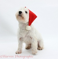 Westie wearing a Santa hat