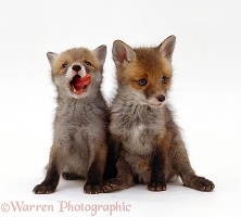 Cute little Red Fox cubs