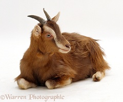 Domestic goat lying down