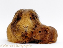 Red agouti guinea pig with baby