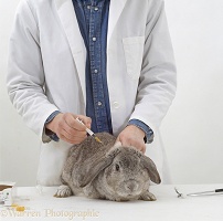 Vet vaccinating a lop-eared rabbit against Myxomatosis
