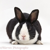 Young black Dutch male rabbit