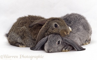 Silver and Agouti lop-eared rabbits lying together