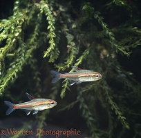 Glowlight tetra fish