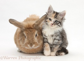 Sandy rabbit and Maine Coon-cross kitten