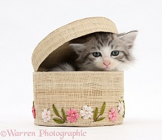 Maine Coon-cross kitten, 7 weeks old, in a basket