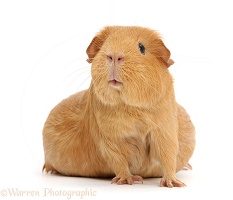 Pregnant red guinea pig with very large belly