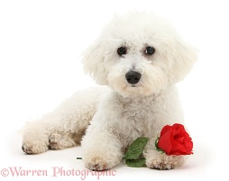 Bichon Frise with a red rose