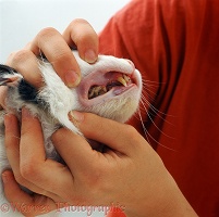 Examining a cat's teeth