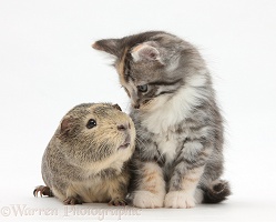 Guinea pig and Maine Coon-cross kitten