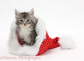Maine Coon-cross kitten in a Santa hat