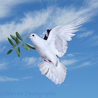 Peace dove with olive branch