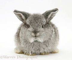 Baby silver Lop rabbit