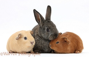 Baby agouti rabbit and baby red and yellow Guinea pigs