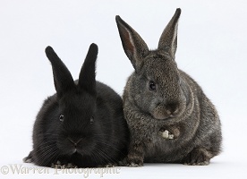 Baby agouti and black rabbits