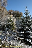 Snow on mixed woodland