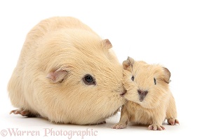 Yellow mother and baby Guinea pigs