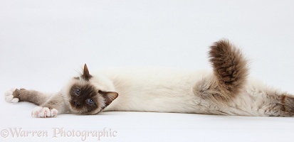Birman cat stretching out