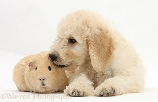 Labradoodle pup, 9 weeks old, with yellow Guinea pig