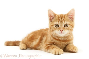 Ginger kitten lying with head up