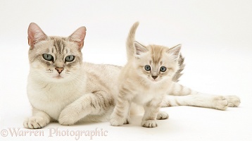 Birman-cross mother cat and kitten