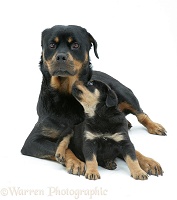 Rottweiler mother and pup