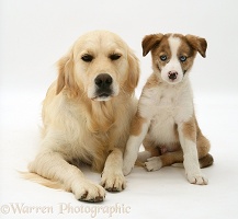 Golden Retriever and Border Collie pup