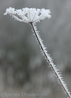 Dead-head with frost