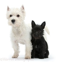 Westie and black Terrier-cross puppy