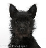 Black Terrier-cross puppy