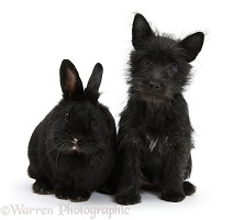 Black Terrier-cross puppy with black rabbit